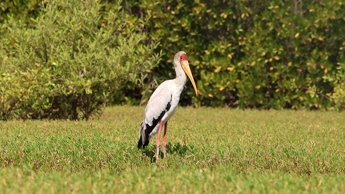 Yellow-billed Stork